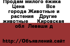 Продам милого ёжика › Цена ­ 10 000 - Все города Животные и растения » Другие животные   . Кировская обл.,Леваши д.